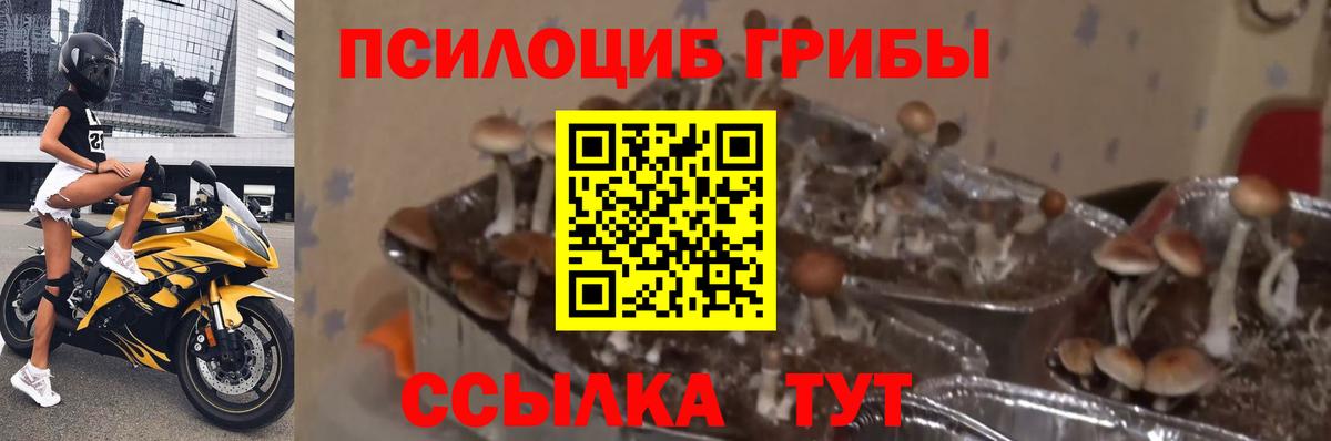 Галлюциногенные грибы мицелий Буйнакск